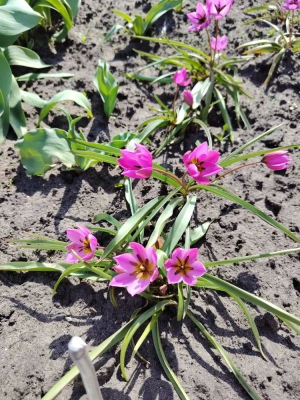 ������ �������� ����� �� ����� ���������