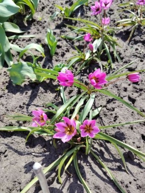 ������ �������� ����� �� ����� ���������