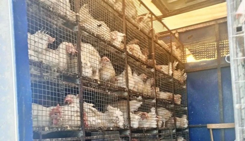 �� ����������� ������ ��������� ���� � 500 ������-��������� ��� ����������