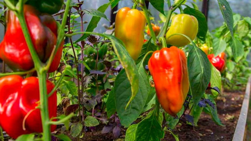 ��� ��������� ������������� ����� � ���� ��� �������� ������