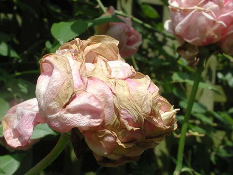 ��� ��������� �������� ����� ��� � ����� ����: ������ � ����� ������