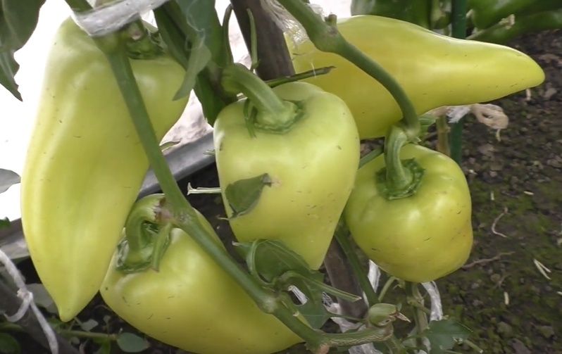 ������� ��������� ����� �� ������� ������: ��� ������� �������� ������