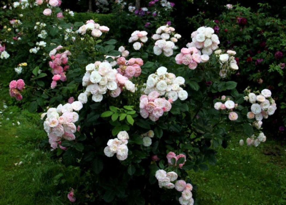 ��������� ����: ����� ������������ �������� � ������������ �������