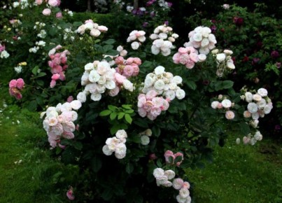 ��������� ����: ����� ������������ �������� � ������������ �������