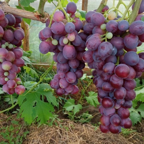 �������� �������: ������ �������� ��� ������ ������