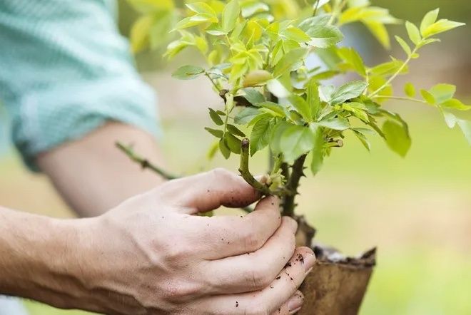 ��� ������� ������������ ������� ��� �������� ������: ������ ���������