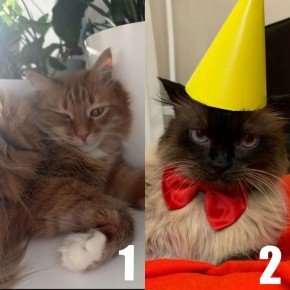 �������� ���������� ����. ����������� �������������: 1 � ������ � 0 (0.0%)