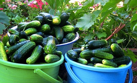 ������� ������: ��� ������� ��������� ���������� ��� ������ � ��������