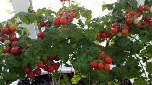 ��� ��������� ����� �������� ������ ��������� ���������