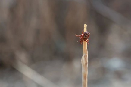 �� ������ 97 ������� ���������� �� ������ ������ � ����������� �������