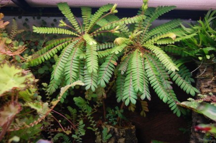 ����� ���������: ���������� � ������ ����� ����������� ��������