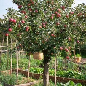 ��� ��������� ������������� ������ ��� �������� ������