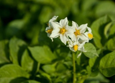 ��� ������ � ������������� "�������������" �� ������?