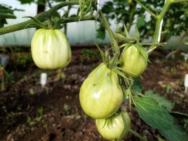 ����� �������� ������: ��� �������� ������ �� ��������� � �������