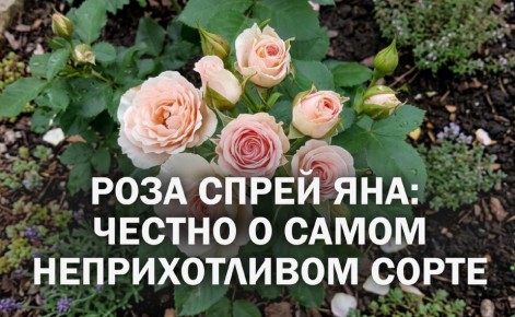 ��� ��������� ������������� ����: ���� ����� ���