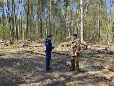 Прокуратура Старомайнского района проводит проверку исполнения законодательства в сфере лесопользования и охраны лесов от пожаров