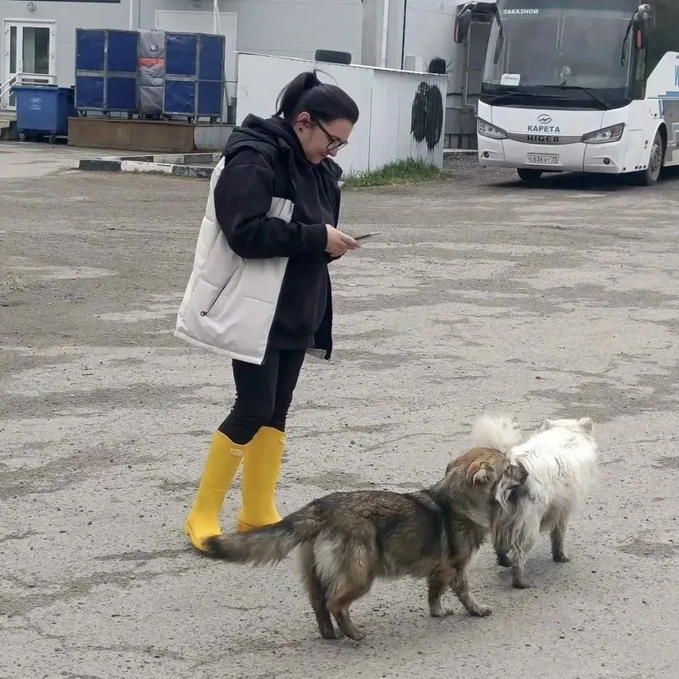 В Баратаевке ветеринары проверили безнадзорных животных