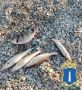Рыбака-браконьера поймали в Криушах