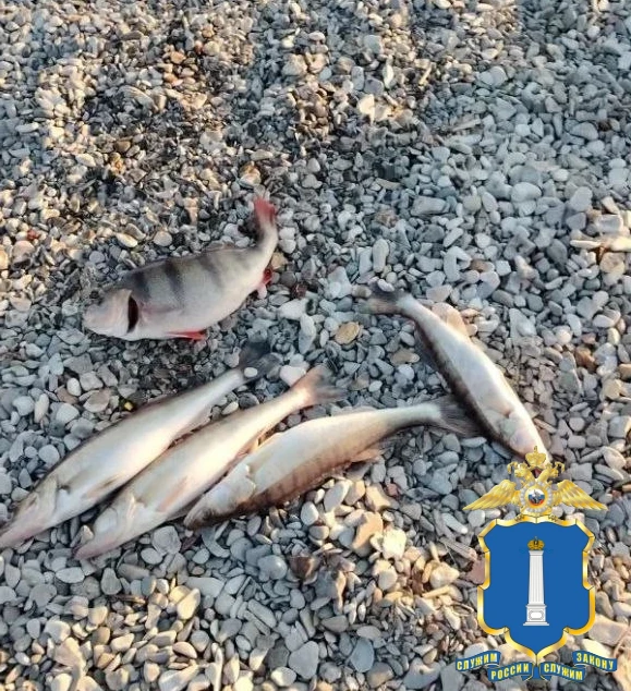 Ульяновские полицейские выявили факт незаконного вылова водных биологических ресурсов