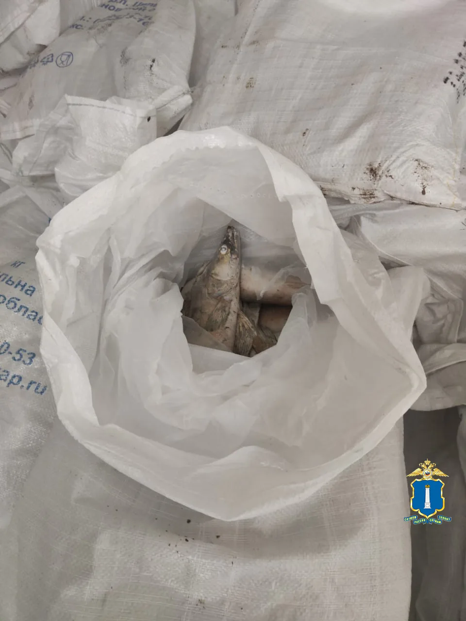 В Ульяновской области завершено расследование уголовного дела по факту хранения и перевозки с целью сбыта около 60 тонн немаркированной рыбной продукции В Ульяновской области завершено расследование уголовного дела по факту хранения и перевозки с целью сбыта около 60 тонн немаркированной рыбной продукции
