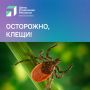 Опасные клещи. Управление Роспотребнадзора по Ульяновской области напоминает о мерах предосторожности на природе