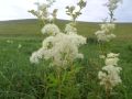 В национальном парке Сенгилеевские горы расцвела нежная таволга