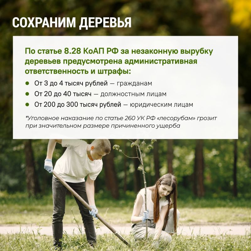 Бережное отношение к лесу начинается с соблюдения простых, но очень важных правил: не мусорить, не жечь сухую траву, не причинять вред животным Бережное отношение к лесу начинается с соблюдения простых, но очень важных правил: не мусорить, не жечь сухую траву, не причинять вред животным