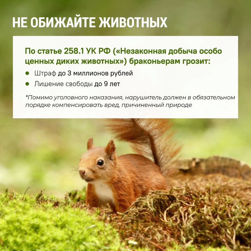 Ульяновцам напомнили о штрафах за нарушение правил безопасности в лесу Ульяновцам напомнили о штрафах за нарушение правил безопасности в лесу
