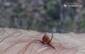 В регионе за неделю клещи покусали 136 человек