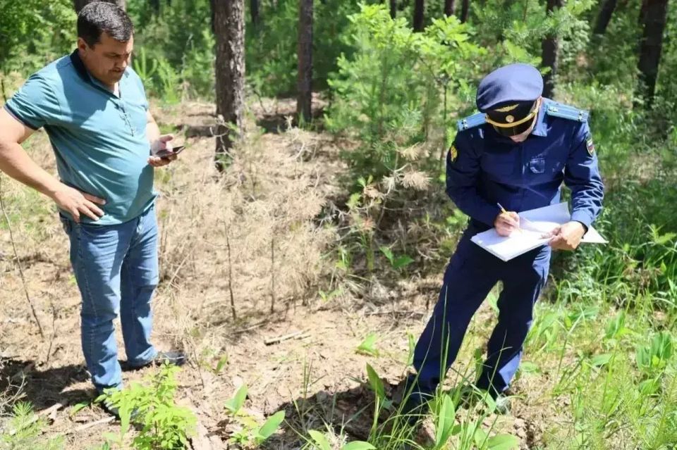 Прокуратура Радищевского района Ульяновской области проводит проверку исполнения законодательства в сфере лесопользования и охраны лесов от пожаров Прокуратура Радищевского района Ульяновской области проводит проверку исполнения законодательства в сфере лесопользования и охраны лесов от пожаров