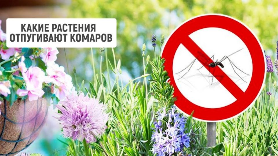 Защита от комаров: как природные растения помогают спокойно отдыхать летом
