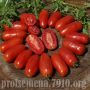 Томат балерина: красивые плоды с ярким вкусом для вашего сада