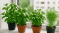 Как обустроить кухонный огород без фитоламп: 6 простых культур для зимнего выращивания