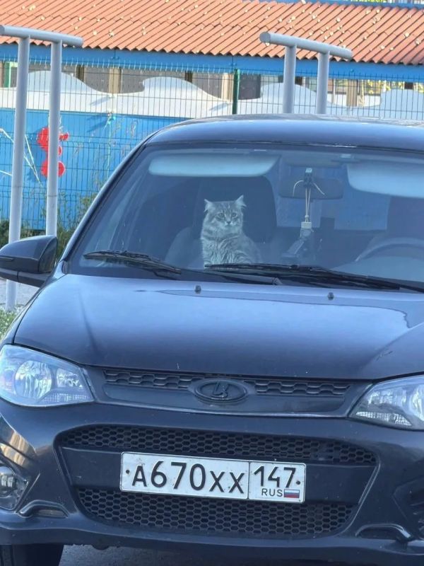 Помогите найти котейку! В ульяновских соцсетях появился пост об усатой потеряшке Помогите найти котейку! В ульяновских соцсетях появился пост об усатой потеряшке