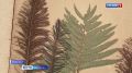 7 июля - День Ивана Купалы