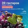 В 2025 году в Ульяновской области собрали пять тысяч центнеров винограда