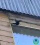 Спасатели помогли стрижу, который запутался в леске на высоте второго этажа