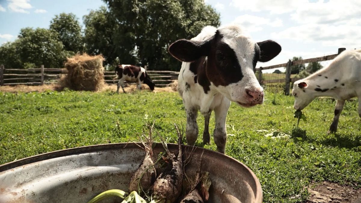 Алексей Русских: Цильнинский район. Коротко по итогам рабочей поездки: Алексей Русских: Цильнинский район. Коротко по итогам рабочей поездки: