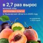 В Ульяновской области в 2025 году в хозяйствах всех категорий собрано 47,7 тыс