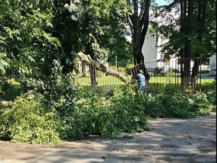 В Железнодорожном районе оперативно распилили и убрали упавшее возле школы № 47 дерево