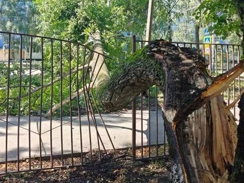 В Ульяновске убирают рухнувшие деревья и ждут новый ураган