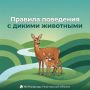 В Ульяновской области жители пытались самостоятельно освободить застрявшую в заборе косулю