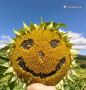 Жалуются на небеса и вредителей, но бьют рекорды