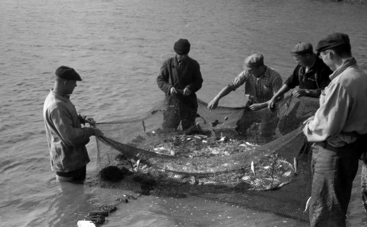 На зависть любителям рыбалки делимся фото уловов 1930-1990-х годов, которые хранятся в Государственном архиве Ульяновской области На зависть любителям рыбалки делимся фото уловов 1930-1990-х годов, которые хранятся в Государственном архиве Ульяновской области