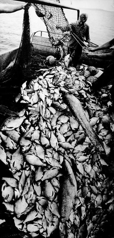 На зависть любителям рыбалки делимся фото уловов 1930-1990-х годов, которые хранятся в Государственном архиве Ульяновской области На зависть любителям рыбалки делимся фото уловов 1930-1990-х годов, которые хранятся в Государственном архиве Ульяновской области