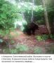 Ульяновцы заметили медведя в Сенгилеевском районе