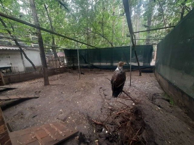 Орлёнку Росе сделали рентген после нападения ястреба-тетеревятника Орлёнку Росе сделали рентген после нападения ястреба-тетеревятника
