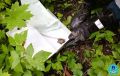 В детском саду Ульяновска спасатели поймали летучую мышь