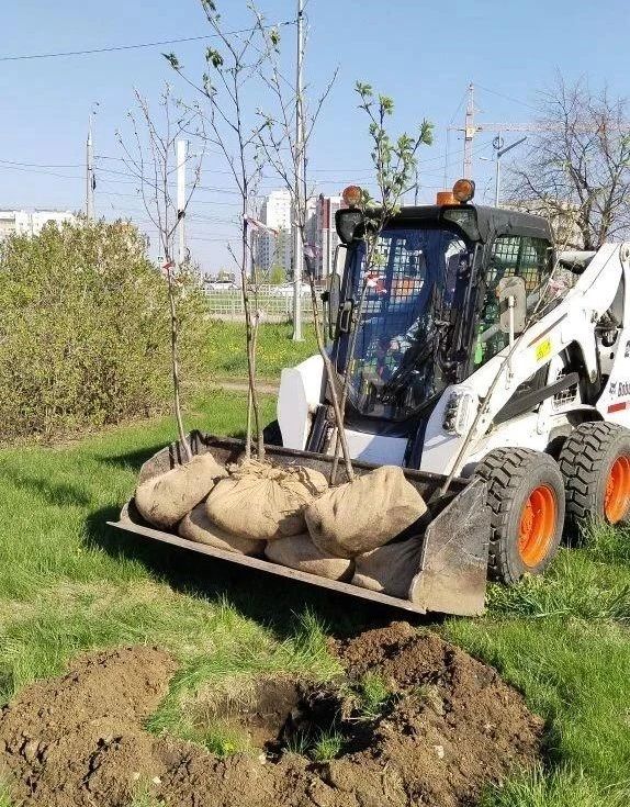 В Ульяновске осенью готовятся высадить почти три тысячи деревьев и кустарников