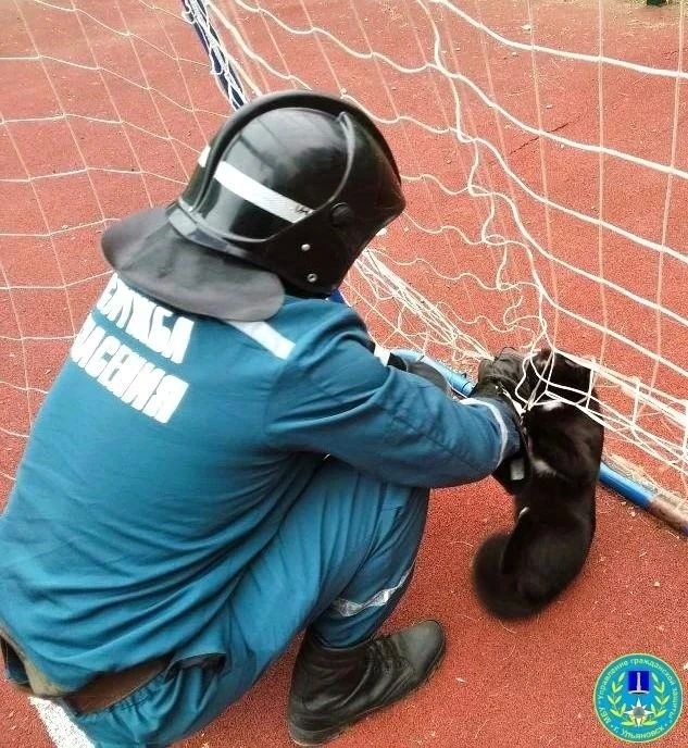 Спасатели помогли котику, который запутался в сетке футбольных ворот Спасатели помогли котику, который запутался в сетке футбольных ворот